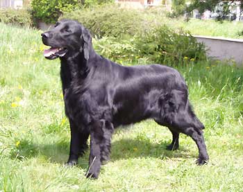 fcr_p_495_p4.jpg